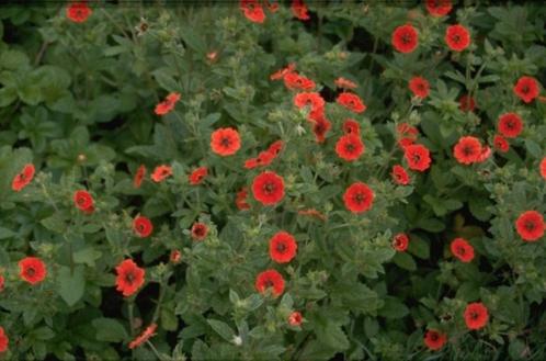 Potentilla atrosanguinea, Tuin en Terras, Planten | Tuinplanten, Vaste plant, Overige soorten, Volle zon, Zomer, Ophalen