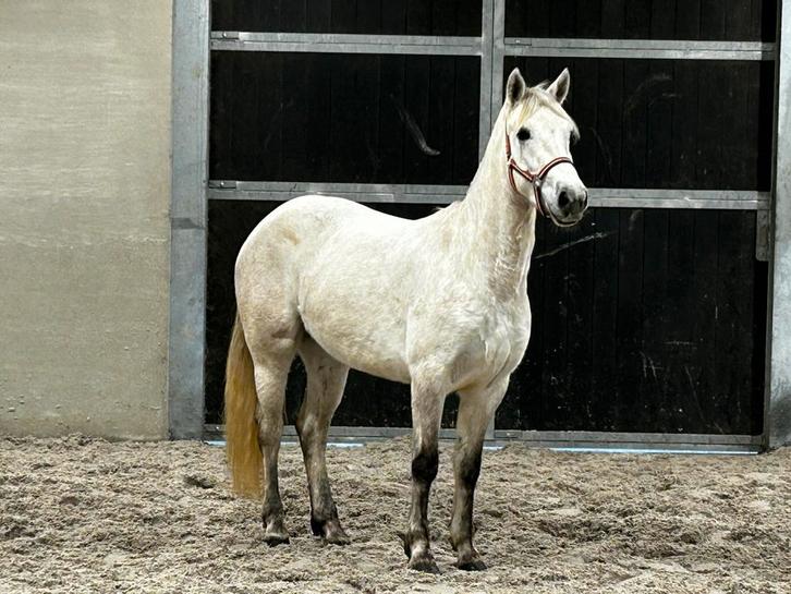 Lieve connemara merrie (3,5j.), Dieren en Toebehoren, Paarden, Merrie, Zadelmak