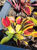 Zaden dionaea muscipula, Ophalen of Verzenden