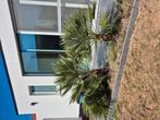 Waaierpalm, Tuin en Terras, Ophalen