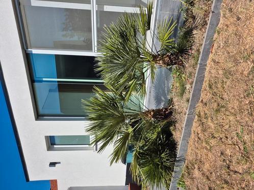 Waaierpalm, Tuin en Terras, Planten | Bomen, Ophalen