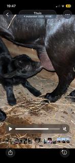 Prachtig zwart met wit geiten bokje te koop (6 maanden), Dieren en Toebehoren, Mannelijk, Geit, 0 tot 2 jaar