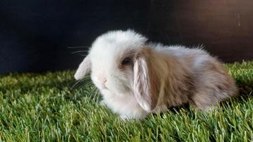 Raszuivere handtamme vrouwelijke minilop konijnen jong, Dieren en Toebehoren, Konijnen, Vrouwelijk, Dwerg, Hangoor, 0 tot 2 jaar