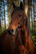 Prachtige Franse draver merrie, Dieren en Toebehoren, Paarden, Merrie, Met stamboom, Niet van toepassing, 3 tot 6 jaar
