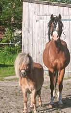 1 jarige Shetlander hengst, Dieren en Toebehoren, Gechipt, Niet van toepassing, 0 tot 2 jaar, Hengst