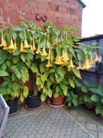 Brugmansia Engelentrompet Datura geel 25 - 30 cm, Tuin en Terras, Overige soorten, Volle zon, Vaste plant, Ophalen of Verzenden
