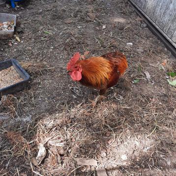 Coq Araucana 2ans à donner ou échange  beschikbaar voor biedingen