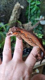 Rhacodactylus Auriculatus Gargoyle gekko vrouw, Dieren en Toebehoren