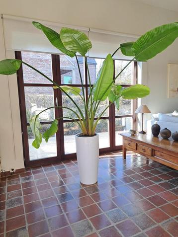 Strelitzia Augusta beschikbaar voor biedingen