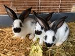 Reuzevlinder/ lotharinger, Dieren en Toebehoren, Konijnen