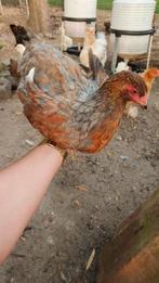 Jonge brahma's hennen en hanen, Dieren en Toebehoren, Pluimvee, Meerdere dieren, Kip