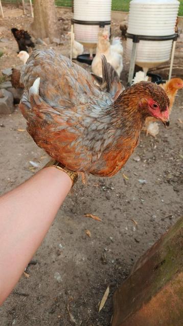 Jonge brahma's hennen en hanen beschikbaar voor biedingen
