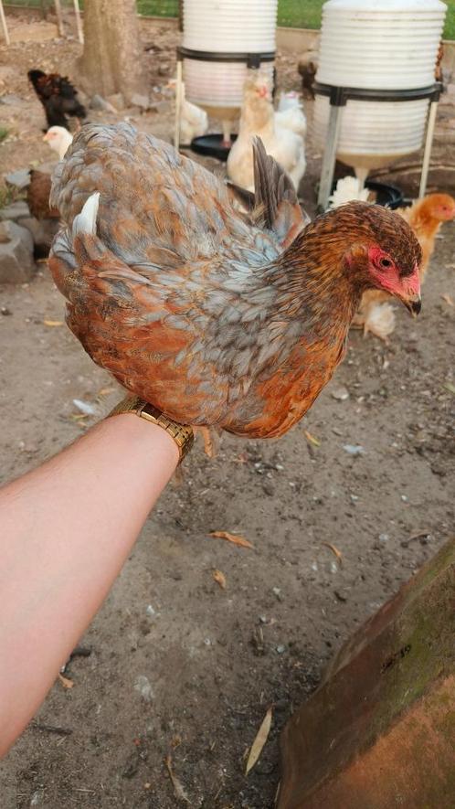 Jonge brahma's hennen en hanen, Dieren en Toebehoren, Pluimvee, Kip, Meerdere dieren