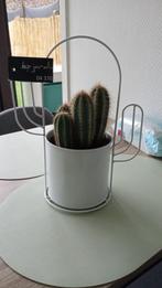 Plante cactus., Cactus, En pot, Enlèvement ou Envoi