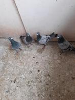 Duiven, Meerdere dieren, Postduif