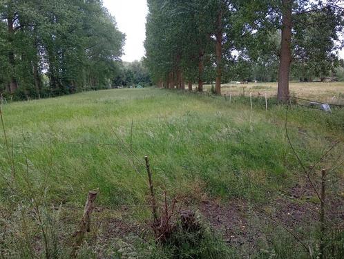 Weide te huur, Dieren en Toebehoren, Stalling en Weidegang, Weidegang, 2 of 3 paarden of pony's