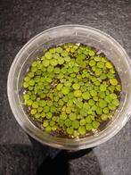 Salvinia natans, Ophalen of Verzenden, Zo goed als nieuw, Plant(en), Steen of Hout