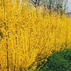 Forsythia "Lynwood", Ophalen