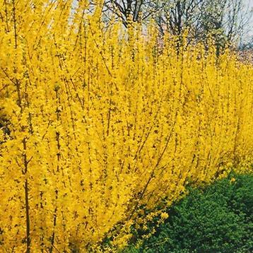 Forsythia "Lynwood" beschikbaar voor biedingen