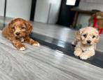 Lieve cockapoo pups (cocker spaniël x poedel), Dieren en Toebehoren, België, CDV (hondenziekte), 8 tot 15 weken, Meerdere