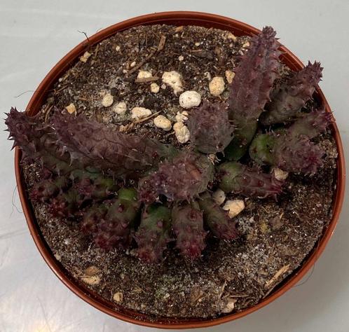 Huernia Hystrix, Huis en Inrichting, Kamerplanten, Vetplant, Minder dan 100 cm, Verzenden