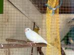 Fancy five kanarie wit !!2025!!, Dieren en Toebehoren, Vrouwelijk