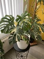 Monster thai constellation, Huis en Inrichting, Ophalen