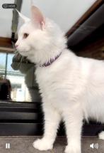 Twee laatste witte Maine Coon poesen met stamboom ️, Dieren en Toebehoren, Kater, Gechipt, 0 tot 2 jaar