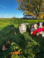 Knappe border collie x aussie pups, Dieren en Toebehoren, België, CDV (hondenziekte), 8 tot 15 weken, Collie