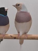 Gouldamadines zilver lilaborst mannen, Mannelijk, Tropenvogel, Geringd