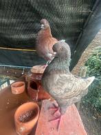Duitse Modena King duiven als koppel, Dieren en Toebehoren, Vogels | Duiven