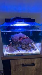 Zeeaquarium 90liter, Dieren en Toebehoren, Ophalen, Zo goed als nieuw
