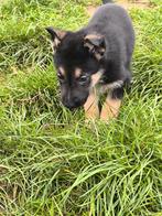 Duitse herder pups, België, CDV (hondenziekte), 8 tot 15 weken, Meerdere