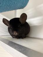 2 Chinchilla’s te koop, Dieren en Toebehoren, Knaagdieren, Maart, Chinchilla, Mannelijk, Tam