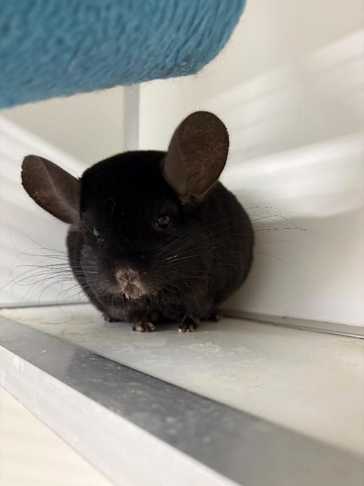 2 Chinchilla’s te koop, Dieren en Toebehoren, Knaagdieren, Mannelijk, Chinchilla, Maart, Tam