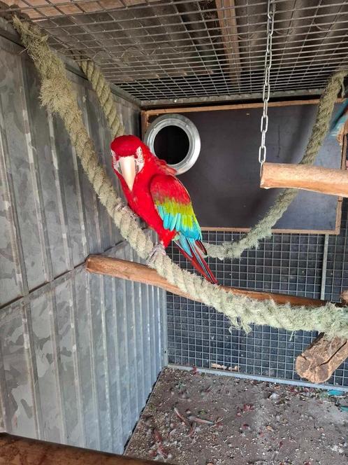Bewezen broedrijpe groenvleugel ara ( pop ) !!!., Dieren en Toebehoren, Vogels | Parkieten en Papegaaien, Papegaai, Vrouwelijk