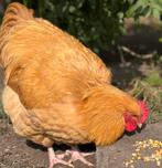 Jonge orpington buff haan, Dieren en Toebehoren, Pluimvee, Mannelijk, Kip