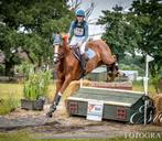 Fijn eventingpaard, Dieren en Toebehoren, Paarden, Ruin, Springpaard, Met stamboom, 7 tot 10 jaar