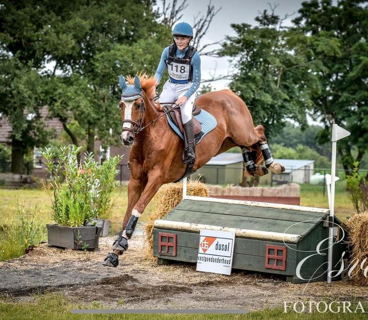 Fijn eventingpaard, Animaux & Accessoires, Chevaux, Hongre, 7 à 10 ans, Cheval de saut, Avec pedigree