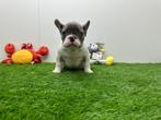 Franse Buldog pup