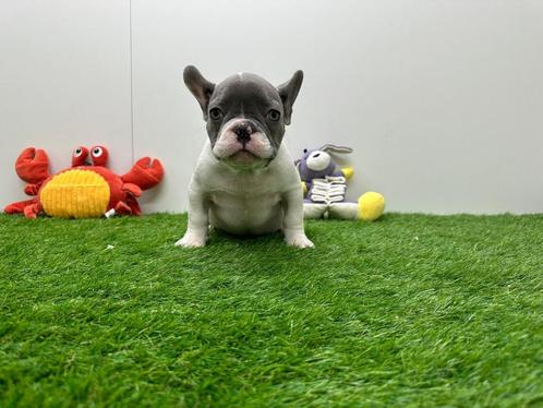 Franse Buldog pup, Dieren en Toebehoren, Honden | Bulldogs, Pinschers en Molossers, Reu, Bulldog, Fokker | Professioneel, Meerdere