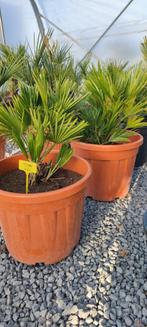 Chamaerops Vulcano palmboom  actie, Ophalen
