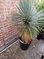 yucca rostrata, Ophalen