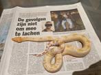Boa constrictor imperator, Dieren en Toebehoren, Reptielen en Amfibieën, Slang, Tam
