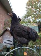 Hen(en), Dieren en Toebehoren, Vrouwelijk, Tam