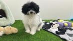 Malti-pom pups, België, 8 tot 15 weken, CDV (hondenziekte), Meerdere
