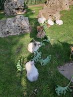 dwergkonijnen, Meerdere dieren, Dwerg, 0 tot 2 jaar