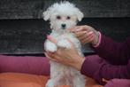 Chiots bichon frisés, Animaux & Accessoires, Chiens | Chihuahuas & Chiens de compagnie, 15 semaines à 1 an, Parvovirose, Bichon maltais