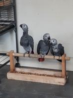 Zeer lieve tamme baby grijze roodstaart, Dieren en Toebehoren, Papegaai