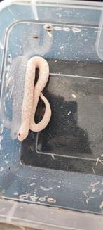 Heterodon nasicus snow, Dieren en Toebehoren